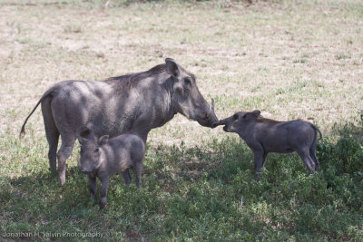 Tanzania Animals-354.jpg