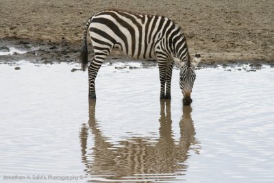 Tanzania Animals-398.jpg