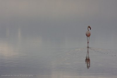 Tanzania Birds-63.jpg