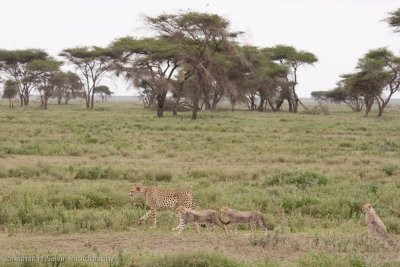Tanzania Cheetah-102.jpg
