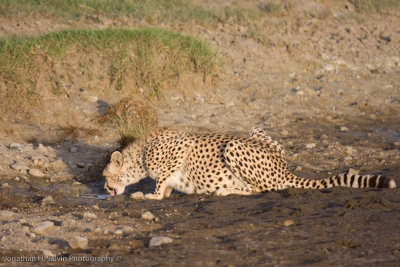 Tanzania Cheetah-115.jpg
