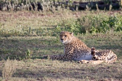 Tanzania Cheetah-25.jpg