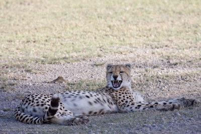 Tanzania Cheetah-31.jpg