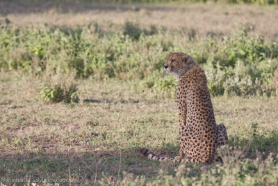 Tanzania Cheetah-4.jpg