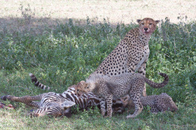 Tanzania Cheetah-44.jpg