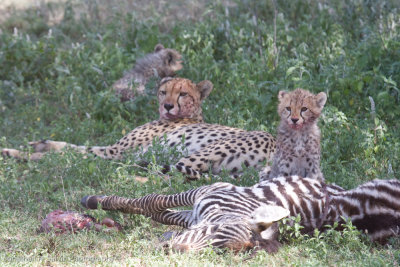 Tanzania Cheetah-69.jpg