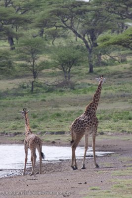 Tanzania Giraffe-13.jpg