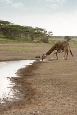 Tanzania Giraffe-35.jpg
