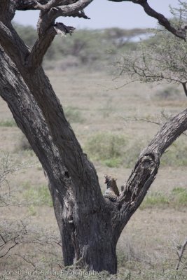 Tanzania Leopard-11.jpg