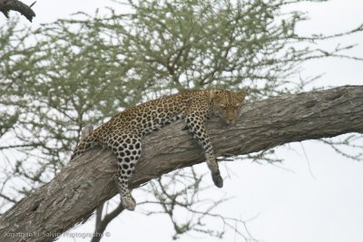 Tanzania Leopard-33.jpg