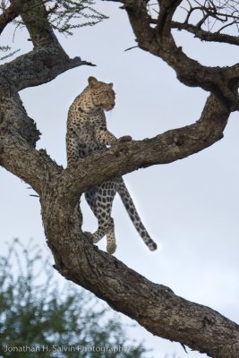 Tanzania Leopard-77.jpg