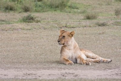 Tanzania Lion-106.jpg