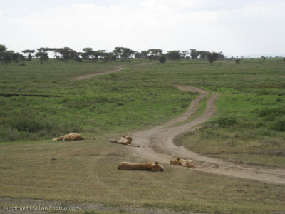 Tanzania Lion-112.jpg