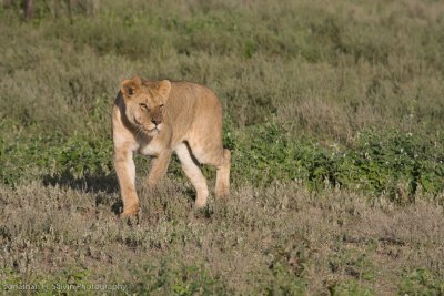 Tanzania Lion-41.jpg