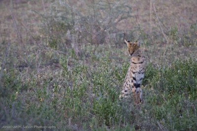 Tanzania Serval Cat-19.jpg