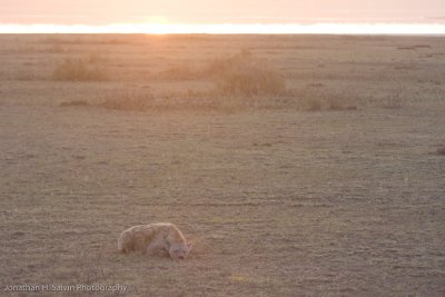 Tanzania Spotted Hyena-27.jpg