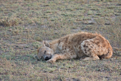 Tanzania Spotted Hyena-30.jpg