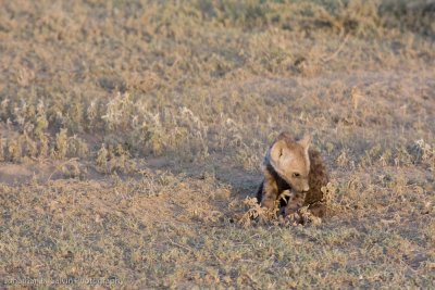 Tanzania Spotted Hyena-36.jpg