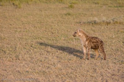 Tanzania Spotted Hyena-41.jpg