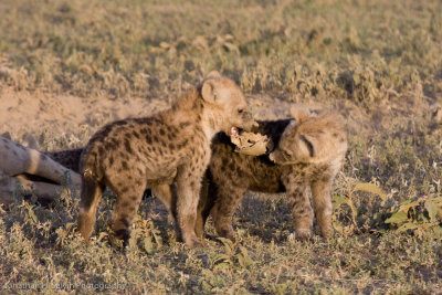 Tanzania Spotted Hyena-48.jpg