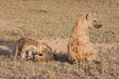 Tanzania Spotted Hyena-59.jpg