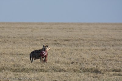 Tanzania Spotted Hyena-65.jpg
