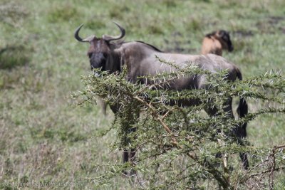 Tanzania Wildebeest-20.jpg