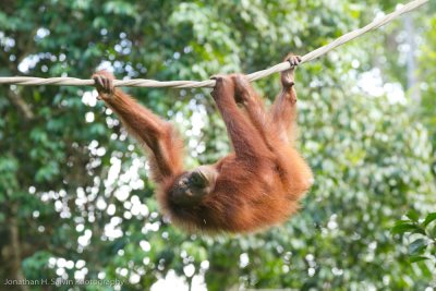 Sepilok Orangutan Rehab-_MG_6535.jpg