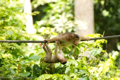 Sepilok Orangutan Rehab-_MG_6628.jpg