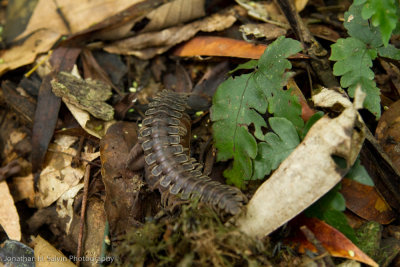 Danum Valley-_MG_7543.jpg