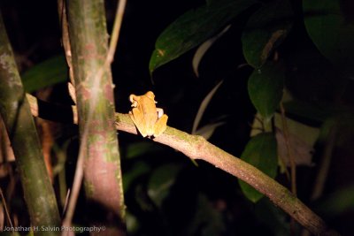 Danum Valley-_MG_7784.jpg