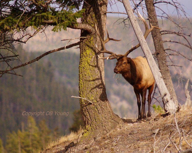 Bull Elk in the Pines