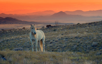 Lone wild horse