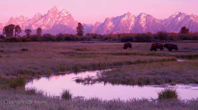 Three bison at sunrise