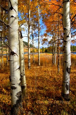 Beyond the aspens.JPG