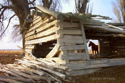 Callao old cabin with horse.jpg