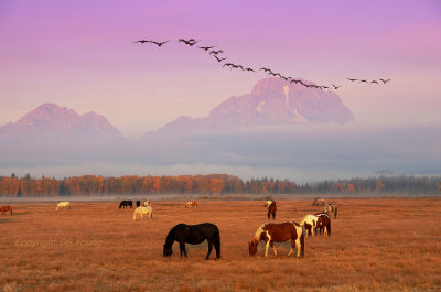 Teton Sunrise with horses and geese.