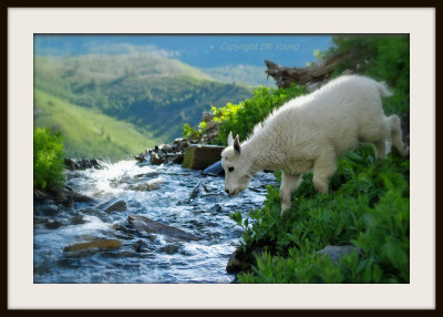 Baby Mountain goat crossing