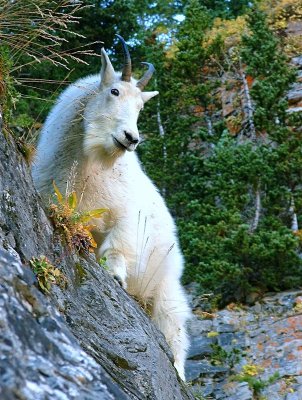 Mountain goat on the edge.