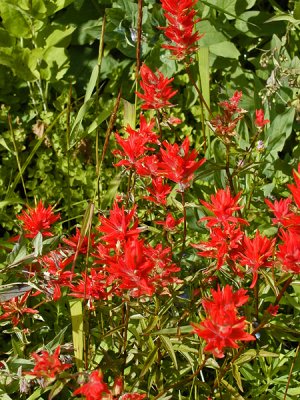 Clearwater NF - Indian Paintbrush