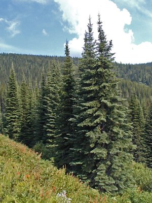 Clearwater National Forest, Idaho, Aug 2002