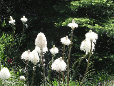 Beargrass