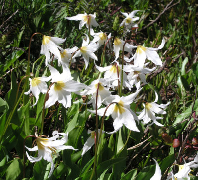 Avalanche Lily