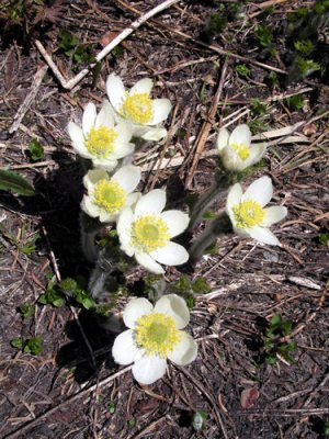 Anemone