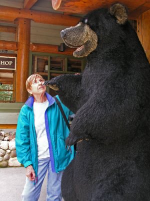 Another Bear Encounter