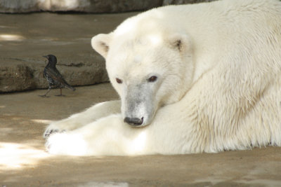 PolarBear0233.jpg