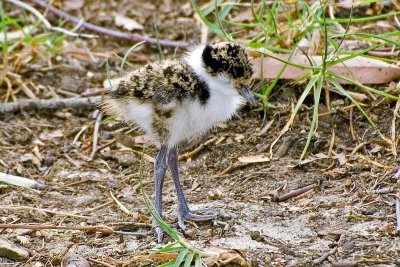 Masked Lapwing (Vanellus miles) chick