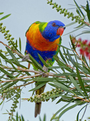 Rainbow Lorikeet (Trichoglossus haematodus)
