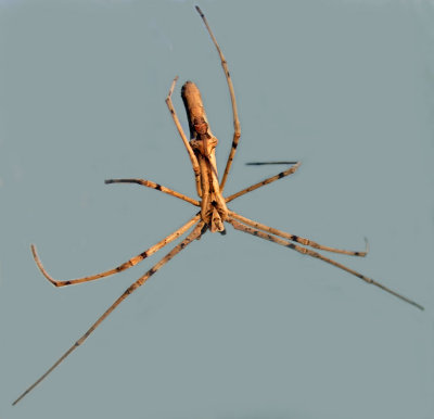Net-casting Spider (Deinopis ?)