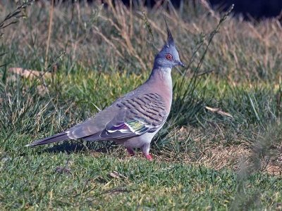 Crested Pigeon (Ocyphaps lophotes)